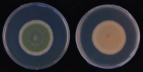 Aspergillus flavus