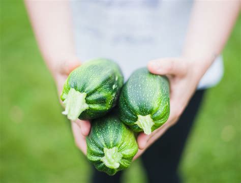 How To Harvest Your Summer Squash