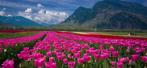 Srinagar, Kashmir Tulip Garden Tour Package 2025