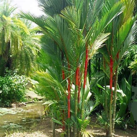 Cyrtostachys Renda - 10 Fresh Seeds - Red Sealing Wax Palm