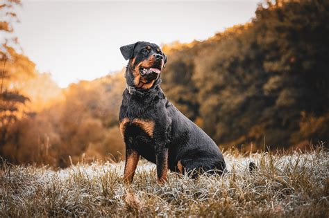 Rottweiler Perro Atardecer Animal - Foto gratis en Pixabay