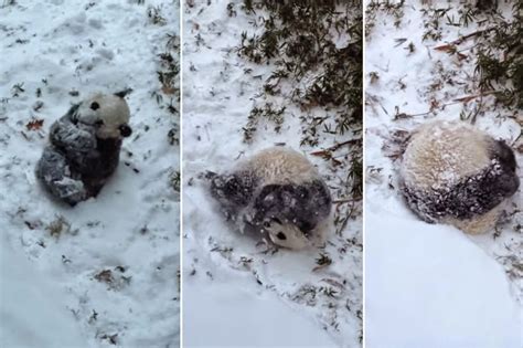 Adorable Panda Cub Plays In Her First Snow Ever - Snow Addiction - News about Mountains, Ski ...