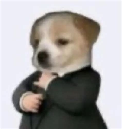 dog in suit Memes - Imgflip