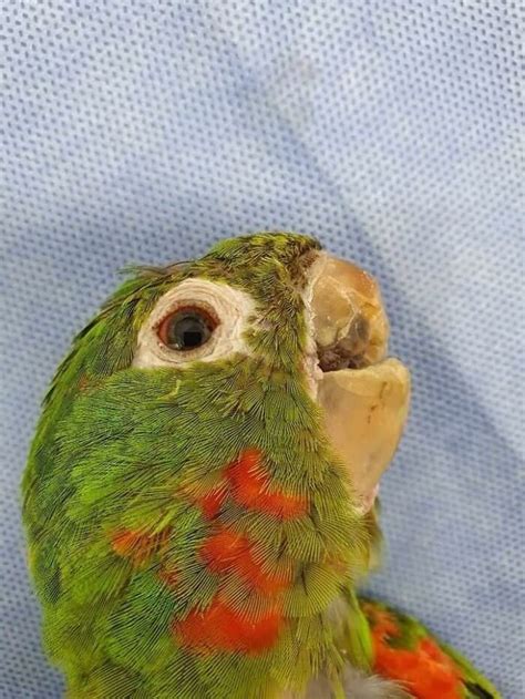 Parrot Gets A Brand New Beak After Being Rescued In A Horrible Condition | Bored Panda