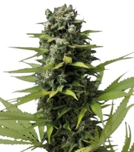 Blue Haze from Zativo | strains.io | cannabis marijuana strain info