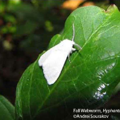 Adult female fall webworm, Hyphantria cunea (Drury), | Download Scientific Diagram