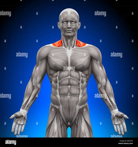 Trapezius Muscle Diagram