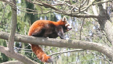 Why Are the Red Pandas Endangered? | Sciencing