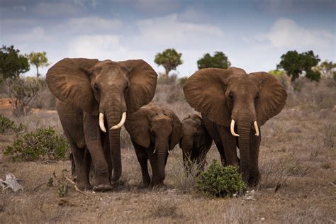 20 High-Resolution Elephant Pictures No. 10 - Family of Elephants in Nature - HD Wallpapers ...