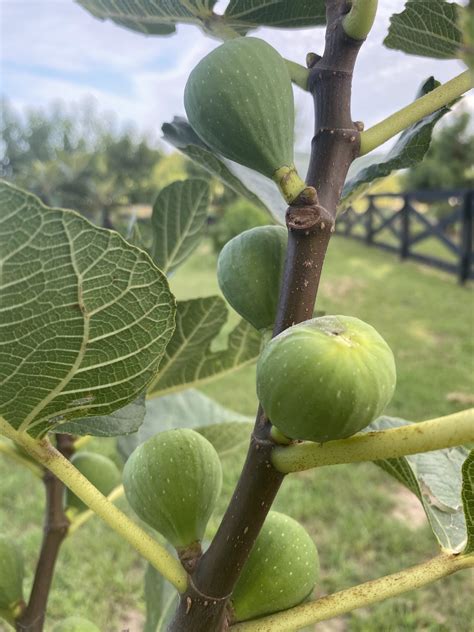 Ischia Green Fig Tree - Bob Wells Nursery - U.S. Shipping