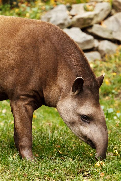 Tapir Free Stock Photo - Public Domain Pictures