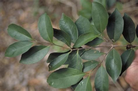 Spicewood -Tree selection - Landscape plants - Edward F. Gilman - UF/IFAS