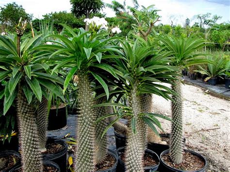 Pachypodium lamerei (Madagascar Palm) - World of Succulents