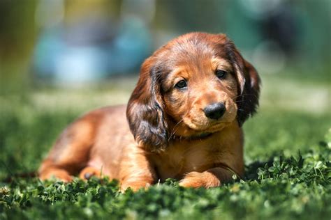 Dachshund Names: What to Name Your Dachshund Puppy – American Kennel Club