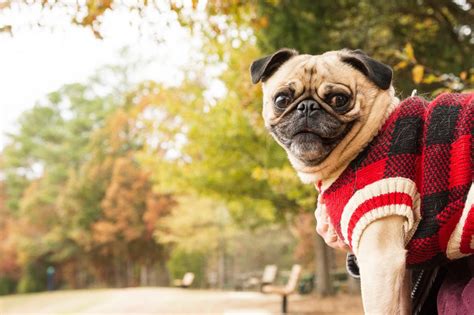 Fall Dog Photoshoot: your Ultimate Guide! - Paws Fur Joy Photo