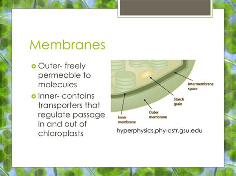 PPT - Chloroplast PowerPoint Presentation, free download - ID:2779763