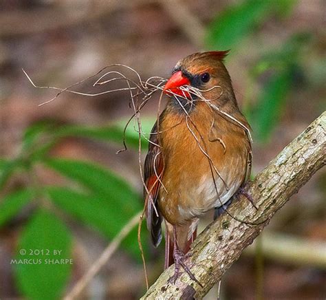 Female Northern Cardinal With Nesting Material | Photographe… | Flickr