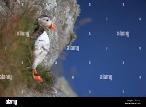 Puffin Norway Stock Photo - Alamy