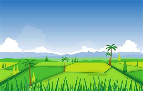 Rice Field Vector Art, Icons, and Graphics for Free Download