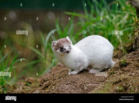 Stoat in white winter coat Mustela erminea Stock Photo - Alamy