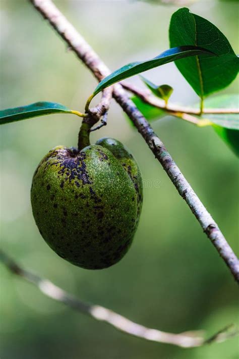 Vertical Closeup of a Pond Apple Tree Branch with Fruit. Annona Glabra ...