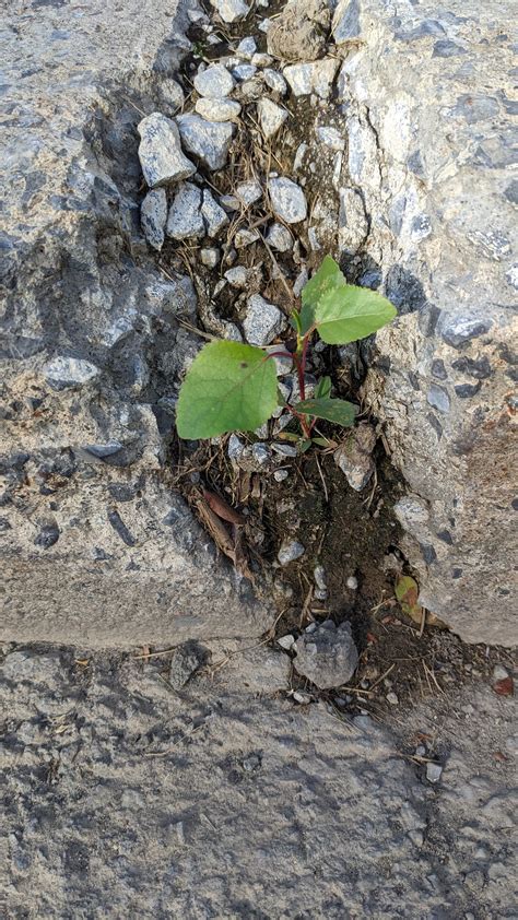 Found in a broken piece of sidewalk. : r/sidewalkplants