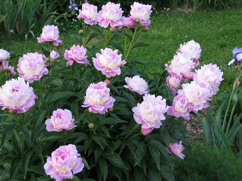 Peony 'Sorbet' | Peony sorbet, Peonies, Sorbet peony