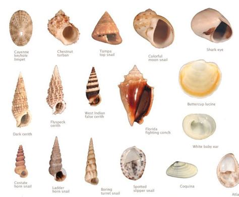 Shell ID chart for Sanible Island - Ive Paytuvi-Pieterick - #chart #ID ...