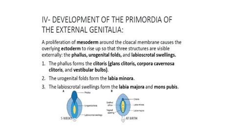 Anatomy and embryology of female reproductive system | PPT