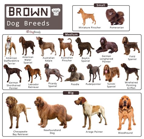 List of Big, Medium, & Small Brown Dog Breeds With Pictures | 101DogBreeds.com