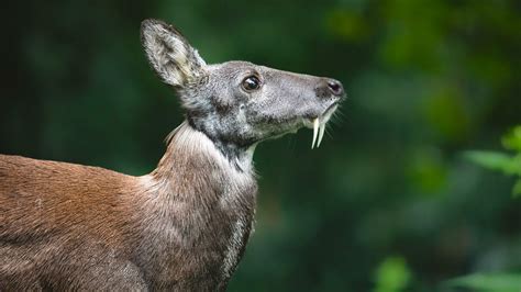 Siberian Musk Deer - Moschus Moschiferus - Boreal Forest