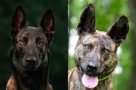 Belgian Malinois Vs Dutch Shepherd: What's The Difference? • helloBARK!