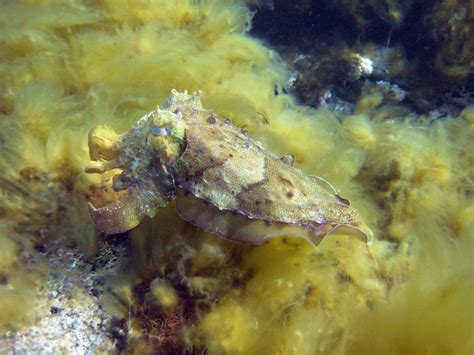 Cuttlefish Cuties: Photos of Color-Changing Cephalopods | Live Science