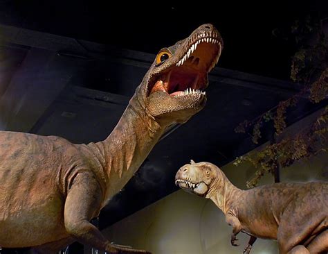 "T Rex" Canada's Dinosaur Museum. | The Royal Tyrrell Museum… | Flickr