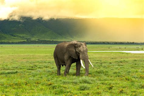 Ngorongoro Crater Elephants | Ngorongoro Conservation Area