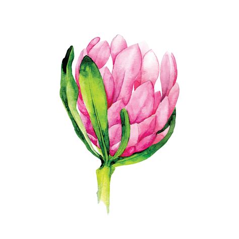 watercolor illustration. tropical flower protea. bright flower of protea pink color isolated on ...