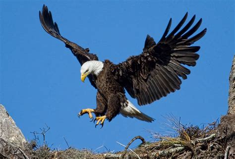 Eagle–Totem Symbolism « Galaxy Dreams