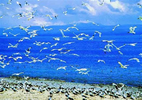 Qinghai Lake, Kokonor Lake, Qinghai Hu Travel