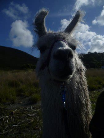 Kaikoura Llama Trekking - 2019 All You Need to Know BEFORE You Go (with Photos) - TripAdvisor