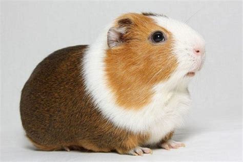 American Guinea Pig: Facts, Size, Color, Lifespan, Pictures