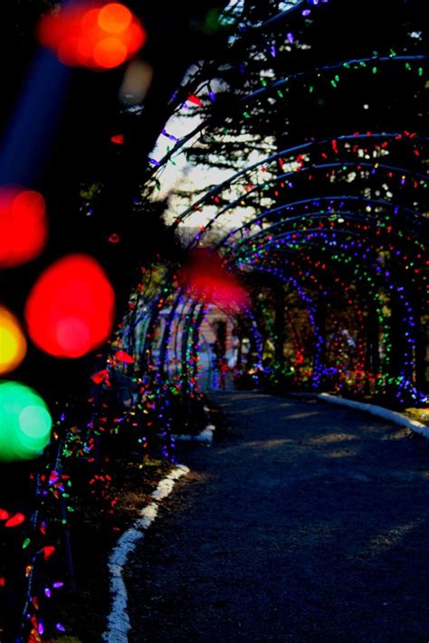 T'is the season to be merry and bright at MUN Botanical Garden - Kicker