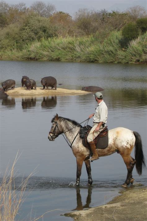 Hippos from horseback in #SouthAfrica on a Wait a Little #riding #safari. | Luxury african ...