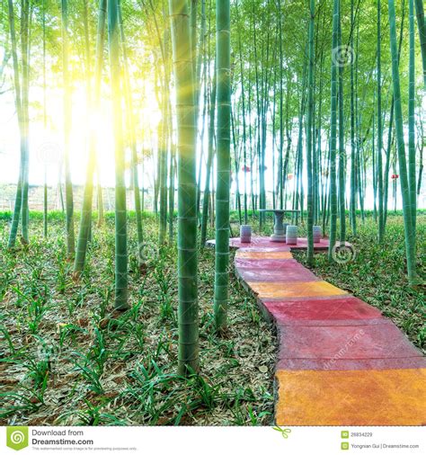 BAMBOO FOREST by China stock image. Image of blur, green - 26834229