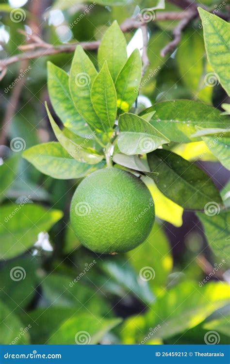 Bitter orange stock photo. Image of juicy, agriculture - 26459212