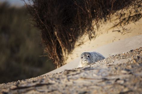 Helgoland, Greyseals