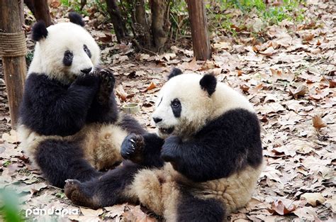 2 male pandas to replace female pandas in Shanghai zoo | Shanghai Daily