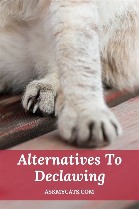 Should I Adopt A Declawed Cat: 4 Intimating Reasons