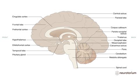 Sagittal View of the Brain - Neurotorium