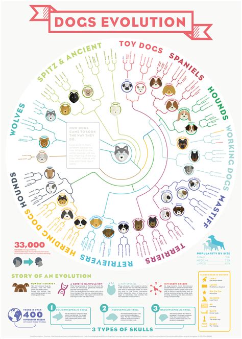 Dogs Evolution Infographic - Best Infographics