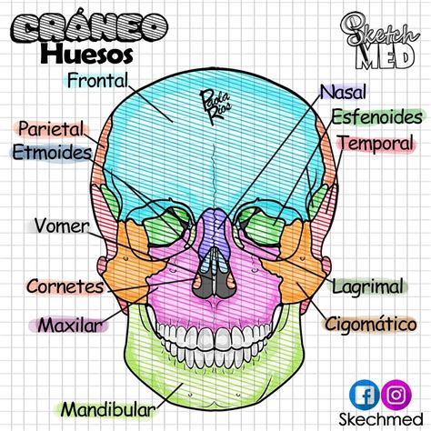 Cráneo huesos Paola Ríos Dr. Vago/Stektchmed Facebook e Instagram ...